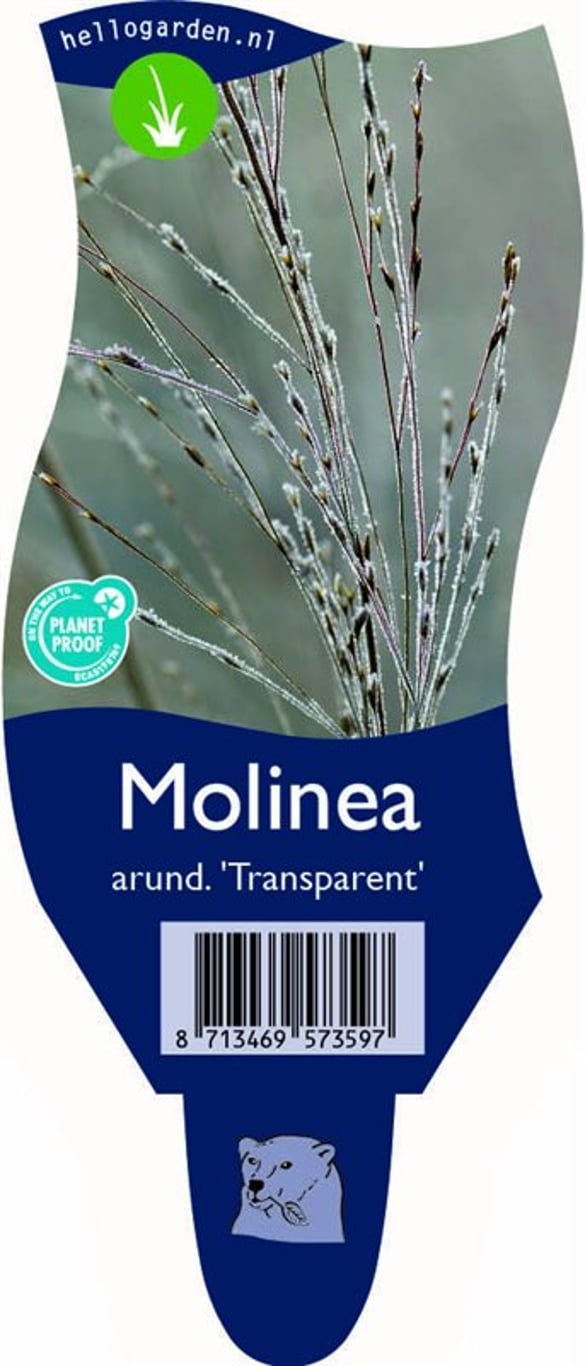 Molinia arund. 'Transparent' - P11
